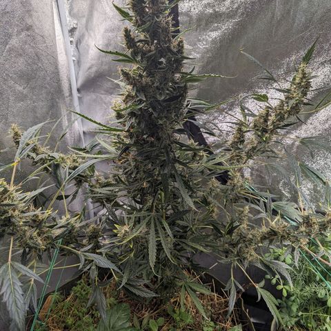 Girl Scout Cookies Auto growlog timeline photo