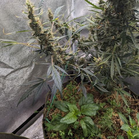 Girl Scout Cookies Auto growlog timeline photo