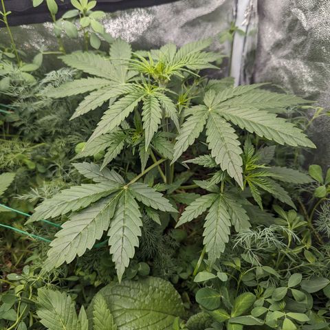 Purple Haze growlog timeline photo