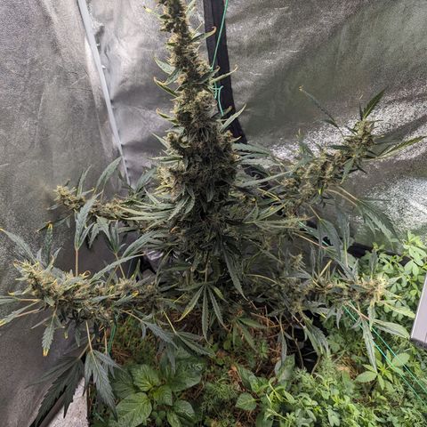 Girl Scout Cookies Auto growlog timeline photo