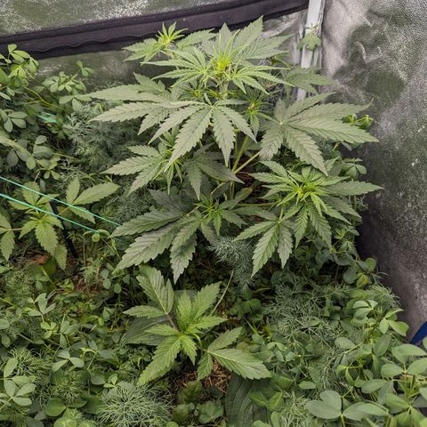 Purple Haze growlog timeline photo