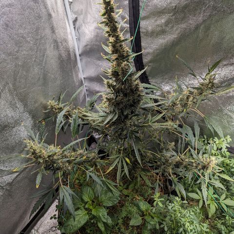 Girl Scout Cookies Auto growlog timeline photo