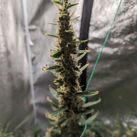 Girl Scout Cookies Auto growlog timeline photo