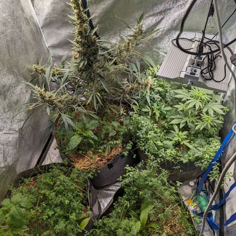 Girl Scout Cookies Auto growlog timeline photo