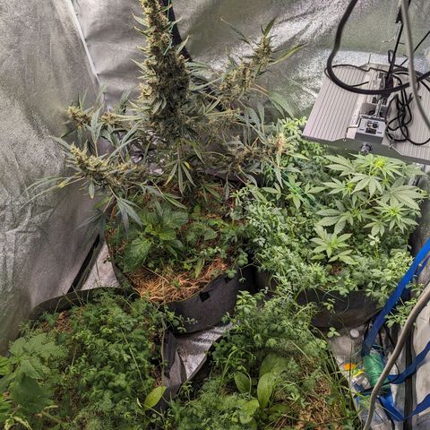 Girl Scout Cookies Auto growlog timeline photo