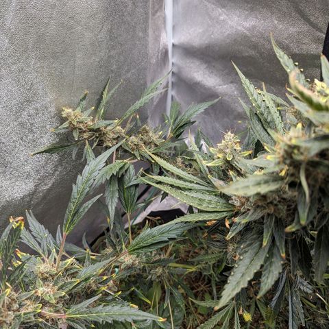 Girl Scout Cookies Auto growlog timeline photo