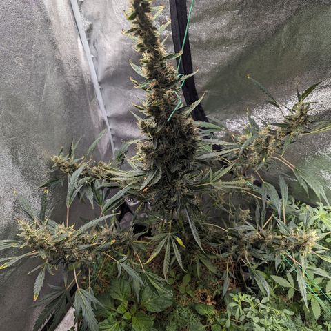 Girl Scout Cookies Auto growlog timeline photo