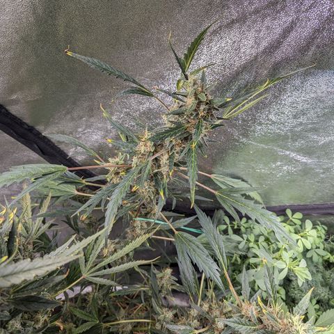 Girl Scout Cookies Auto growlog timeline photo