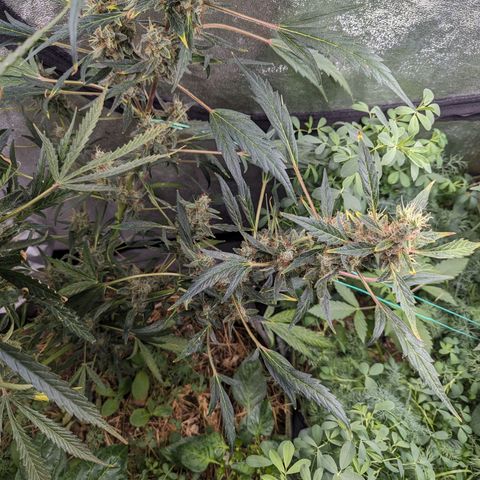 Girl Scout Cookies Auto growlog timeline photo