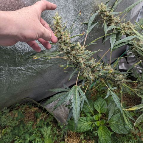 Girl Scout Cookies Auto growlog timeline photo