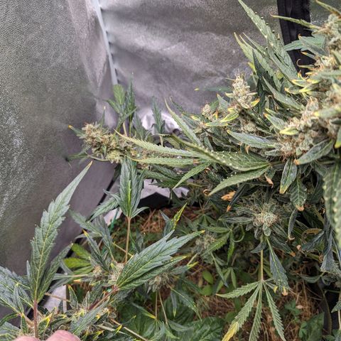 Girl Scout Cookies Auto growlog timeline photo
