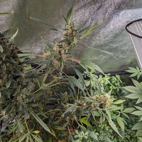 Girl Scout Cookies Auto growlog timeline photo