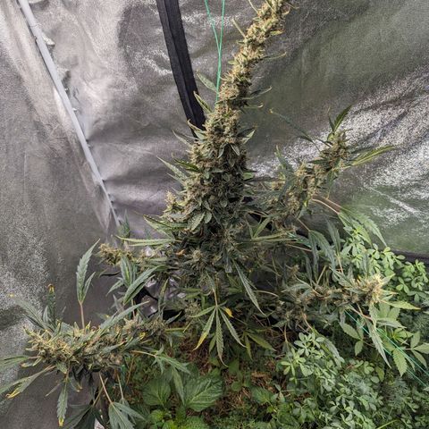 Girl Scout Cookies Auto growlog timeline photo