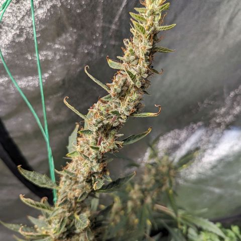 Girl Scout Cookies Auto growlog timeline photo