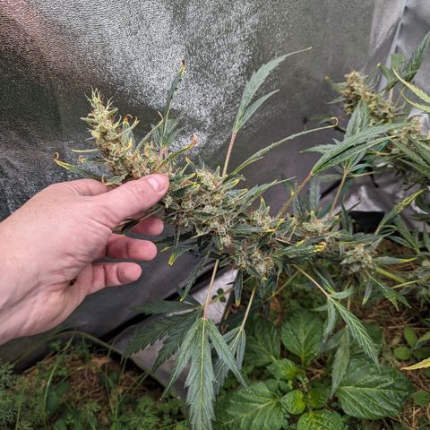Girl Scout Cookies Auto growlog timeline photo