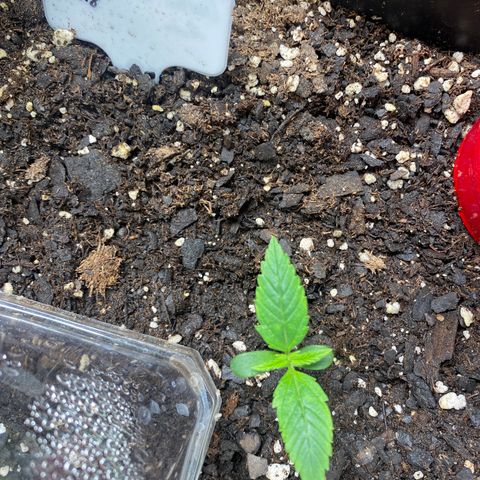Critical Fast AutoPot growlog timeline photo