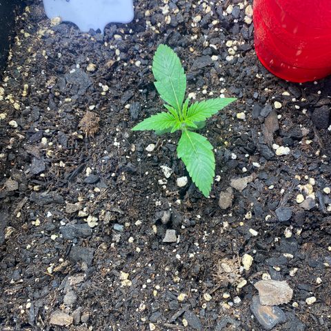 Critical Fast AutoPot growlog timeline photo