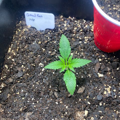 Critical Fast AutoPot growlog timeline photo