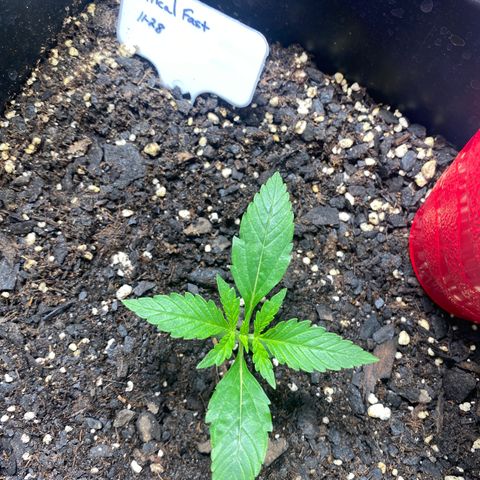 Critical Fast AutoPot growlog timeline photo