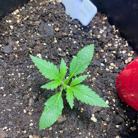 Critical Fast AutoPot growlog photo: AM