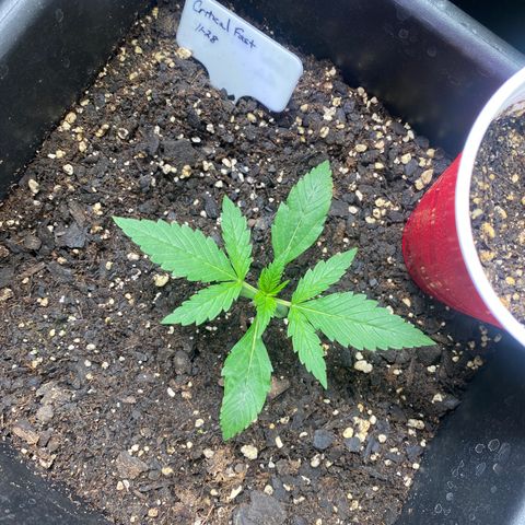Critical Fast AutoPot growlog timeline photo
