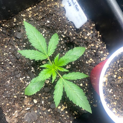 Critical Fast AutoPot growlog timeline photo