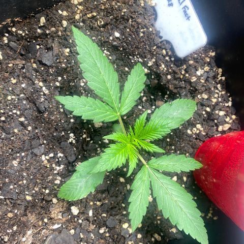 Critical Fast AutoPot growlog timeline photo