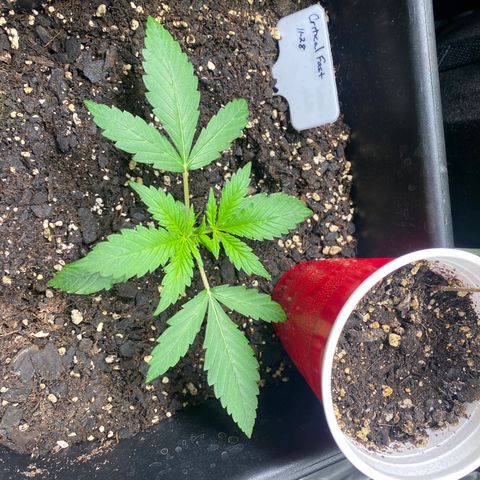 Critical Fast AutoPot growlog timeline photo