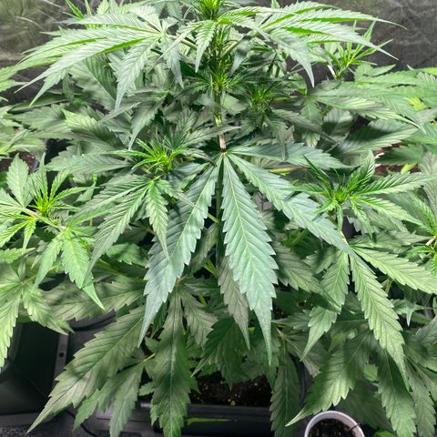 Critical Fast AutoPot growlog timeline photo