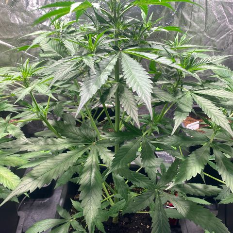 Critical Fast AutoPot growlog timeline photo
