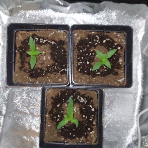 Lemon Juice Express #1 growlog timeline photo