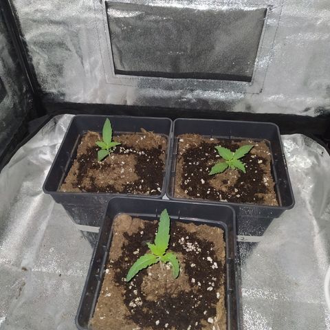 Lemon Juice Express #1 growlog timeline photo