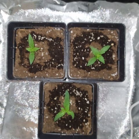 Lemon Juice Express #1 growlog timeline photo