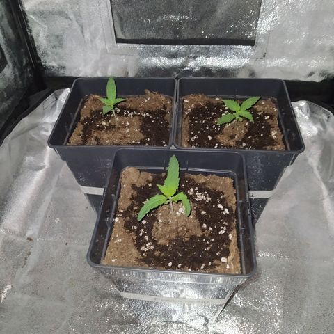 Lemon Juice Express #1 growlog timeline photo