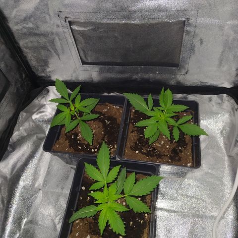 Lemon Juice Express #1 growlog timeline photo