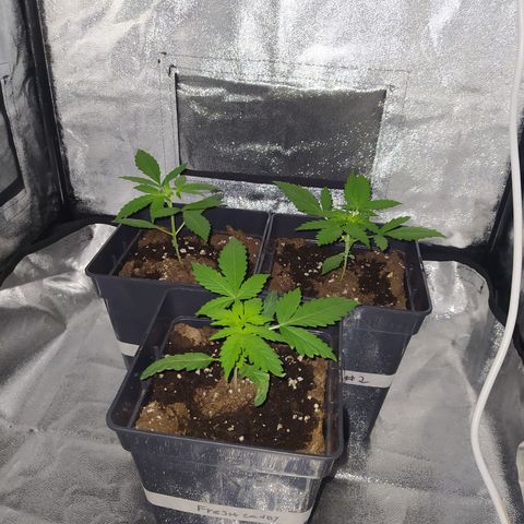 Lemon Juice Express #1 growlog timeline photo