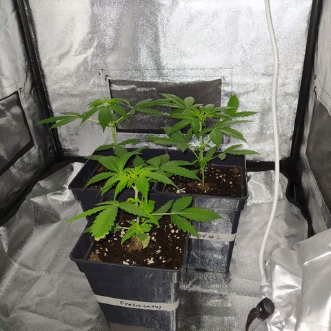 Lemon Juice Express #1 growlog timeline photo