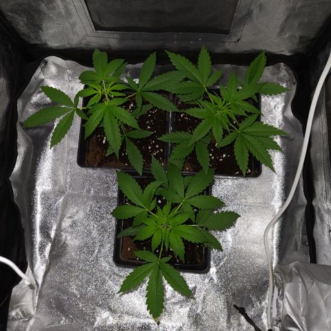 Lemon Juice Express #1 growlog timeline photo