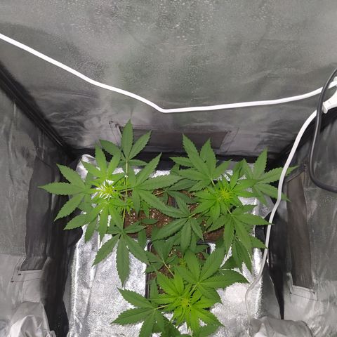 Lemon Juice Express #1 growlog timeline photo
