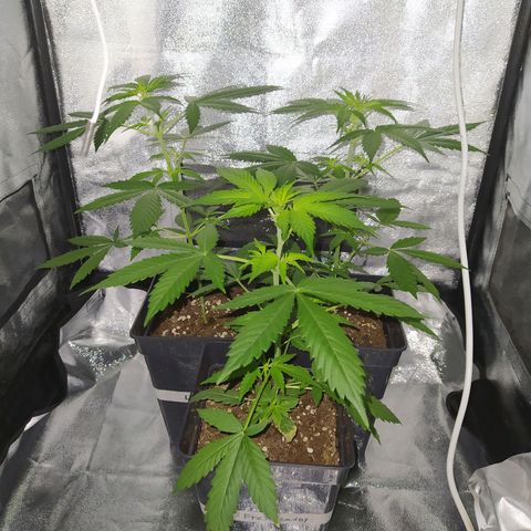 Lemon Juice Express #1 growlog timeline photo
