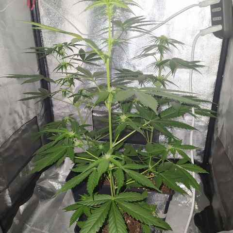 Lemon Juice Express #1 growlog timeline photo