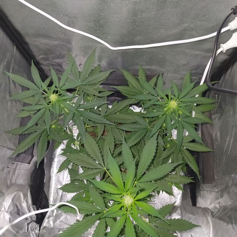 Lemon Juice Express #1 growlog timeline photo
