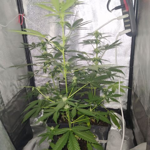 Lemon Juice Express #1 growlog timeline photo