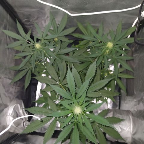 Lemon Juice Express #1 growlog timeline photo