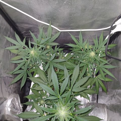 Lemon Juice Express #1 growlog timeline photo
