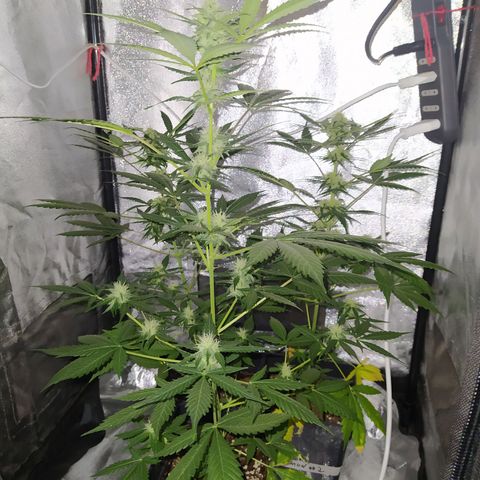 Lemon Juice Express #1 growlog timeline photo