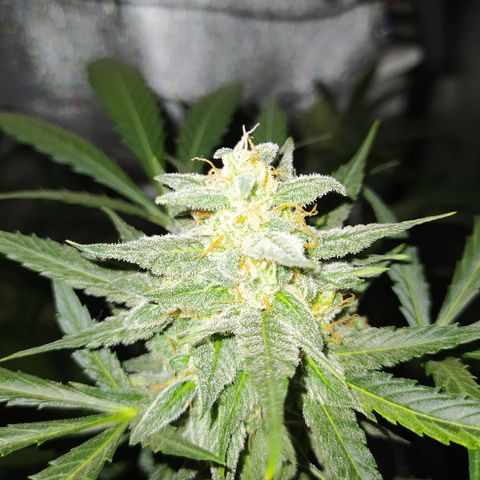 Lemon Juice Express #1 growlog timeline photo