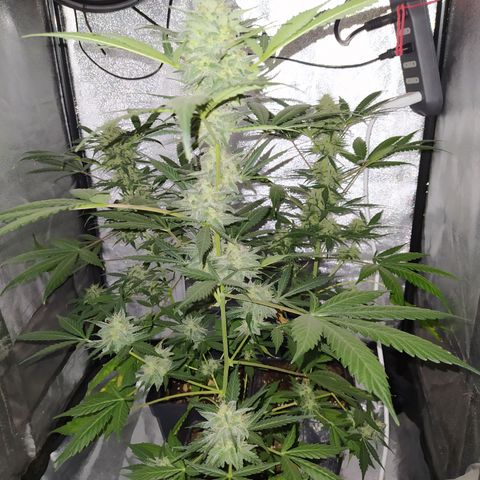 Lemon Juice Express #1 growlog timeline photo