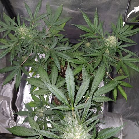 Lemon Juice Express #1 growlog timeline photo