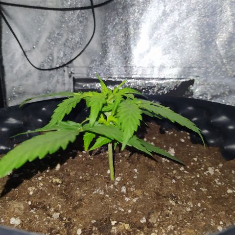 AutoBlueberry #1 growlog timeline photo